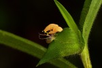 Commelina subulata