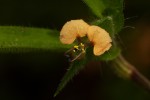 Commelina subulata