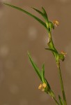 Commelina subulata