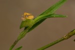 Commelina subulata