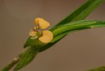 Commelina subulata