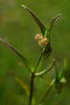 Commelina subulata