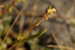 Commelina subulata