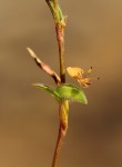 Commelina subulata