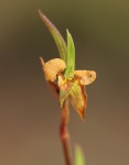 Commelina subulata