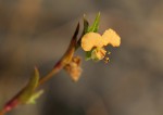 Commelina subulata