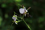 Aneilema hockii