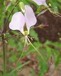 Aneilema hockii