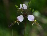 Aneilema hockii