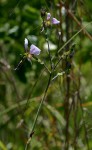 Aneilema hockii