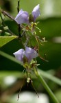 Aneilema hockii