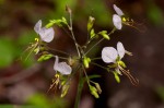 Aneilema hockii