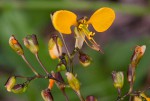 Aneilema johnstonii