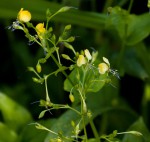 Aneilema johnstonii