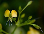 Aneilema johnstonii