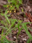 Aneilema johnstonii