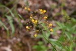 Aneilema johnstonii