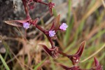 Cyanotis foecunda