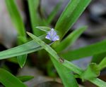 Cyanotis lanata