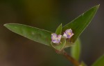 Cyanotis lanata