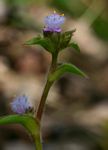 Cyanotis speciosa subsp. speciosa