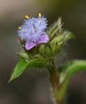 Cyanotis speciosa subsp. speciosa