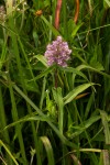 Floscopa glomerata