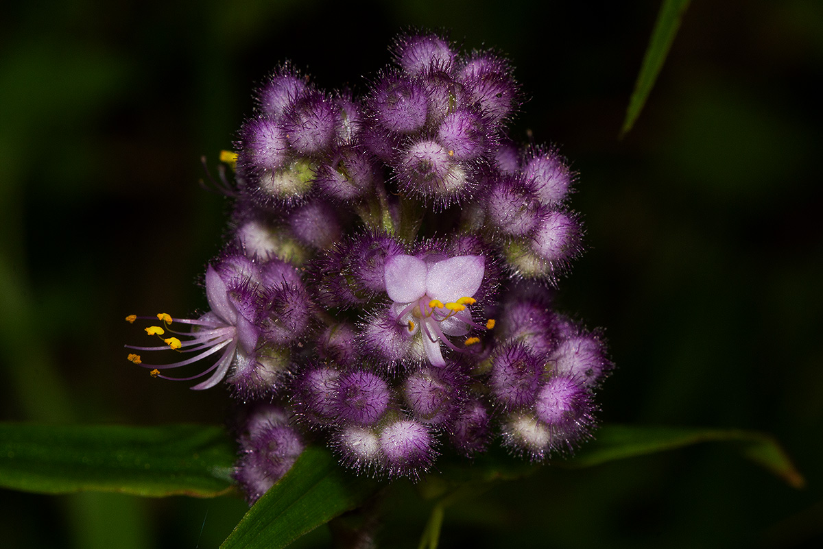 Floscopa glomerata