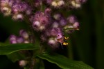 Floscopa glomerata