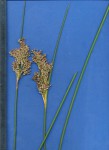 Juncus rigidus