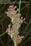 Juncus rigidus