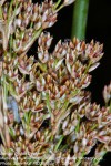 Juncus rigidus