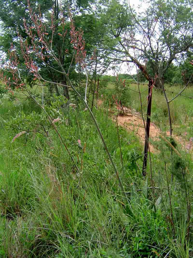 Aloe zebrina