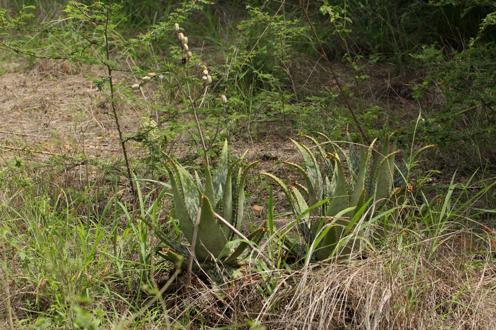 Aloe zebrina