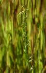 Habenaria filicornis