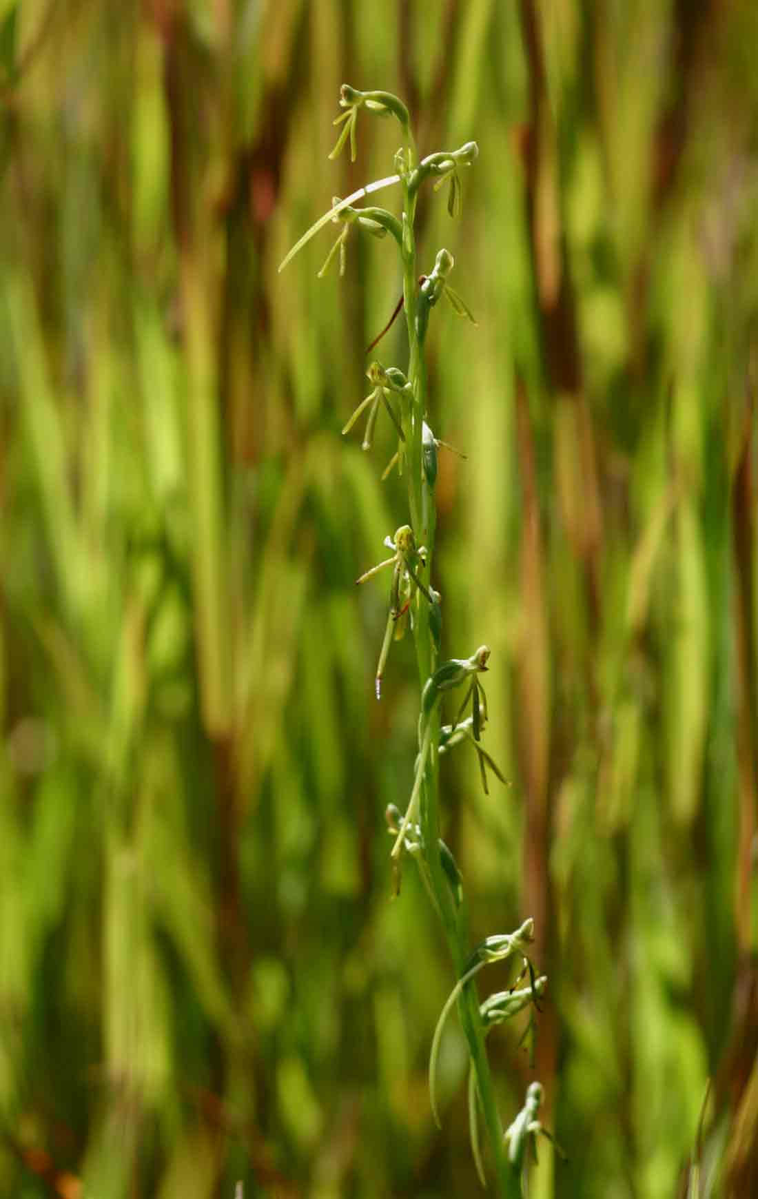 Habenaria filicornis