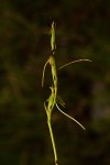 Habenaria filicornis