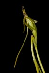 Habenaria filicornis