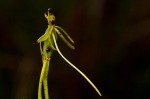 Habenaria filicornis