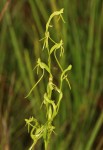 Habenaria filicornis