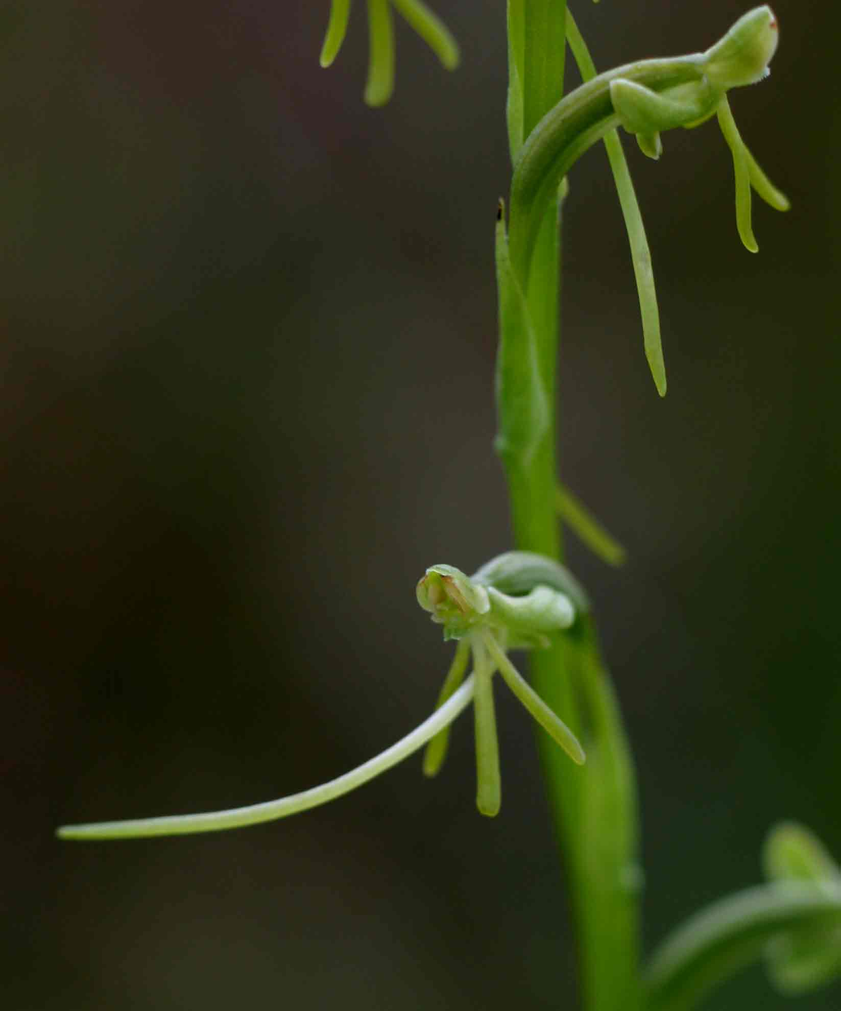 Habenaria filicornis