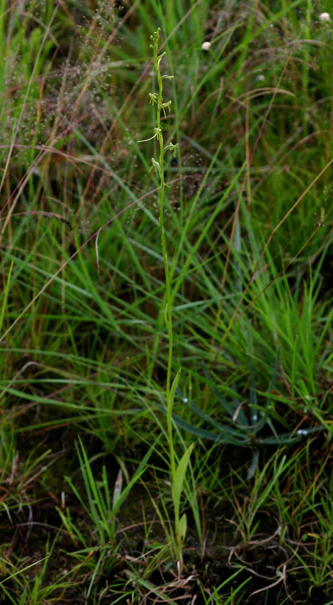 Habenaria filicornis