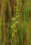 Habenaria filicornis