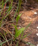 Habenaria filicornis