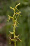 Habenaria filicornis