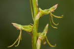 Habenaria filicornis