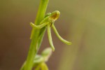 Habenaria filicornis