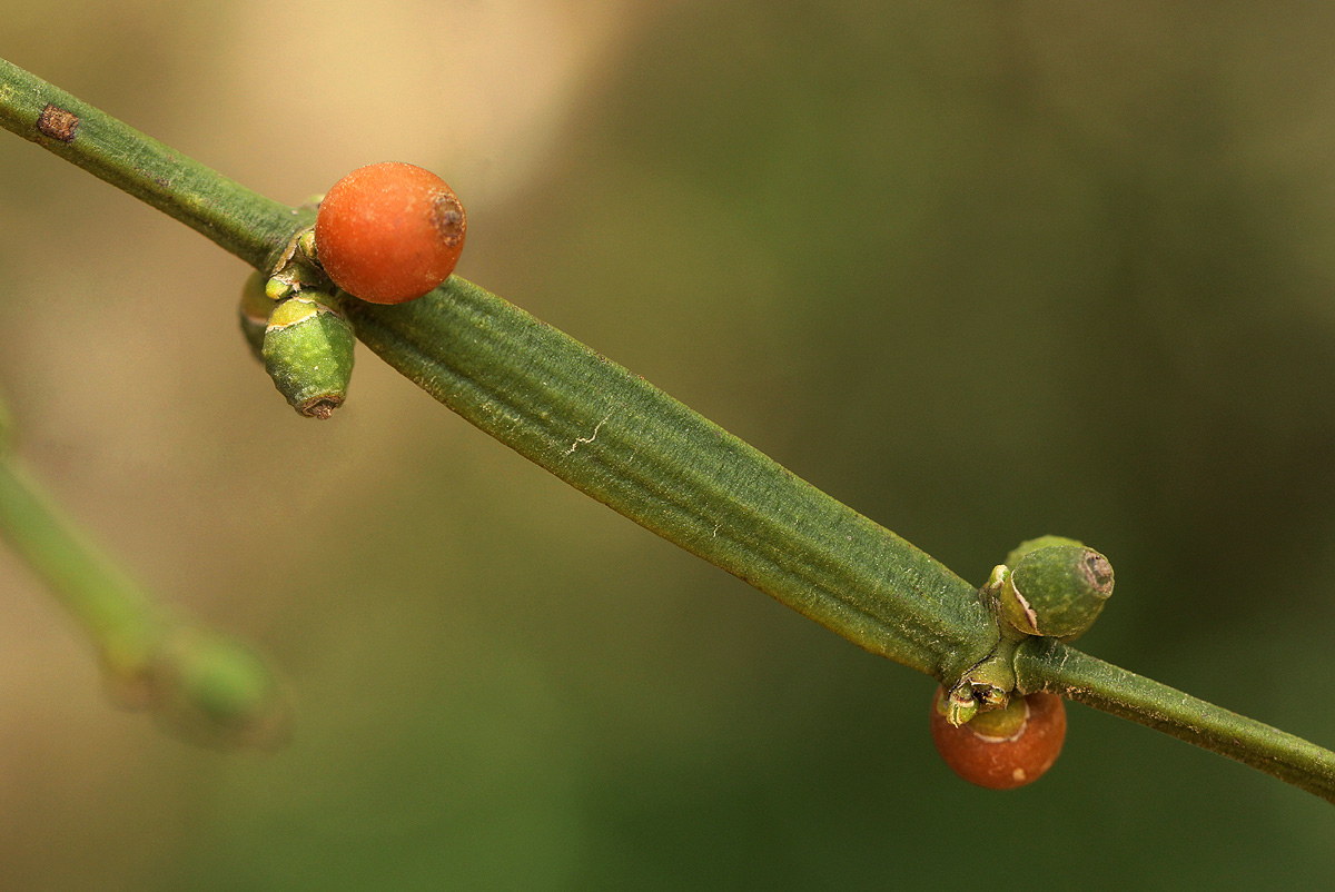 Viscum combreticola