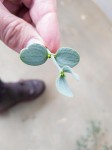 Viscum rotundifolium