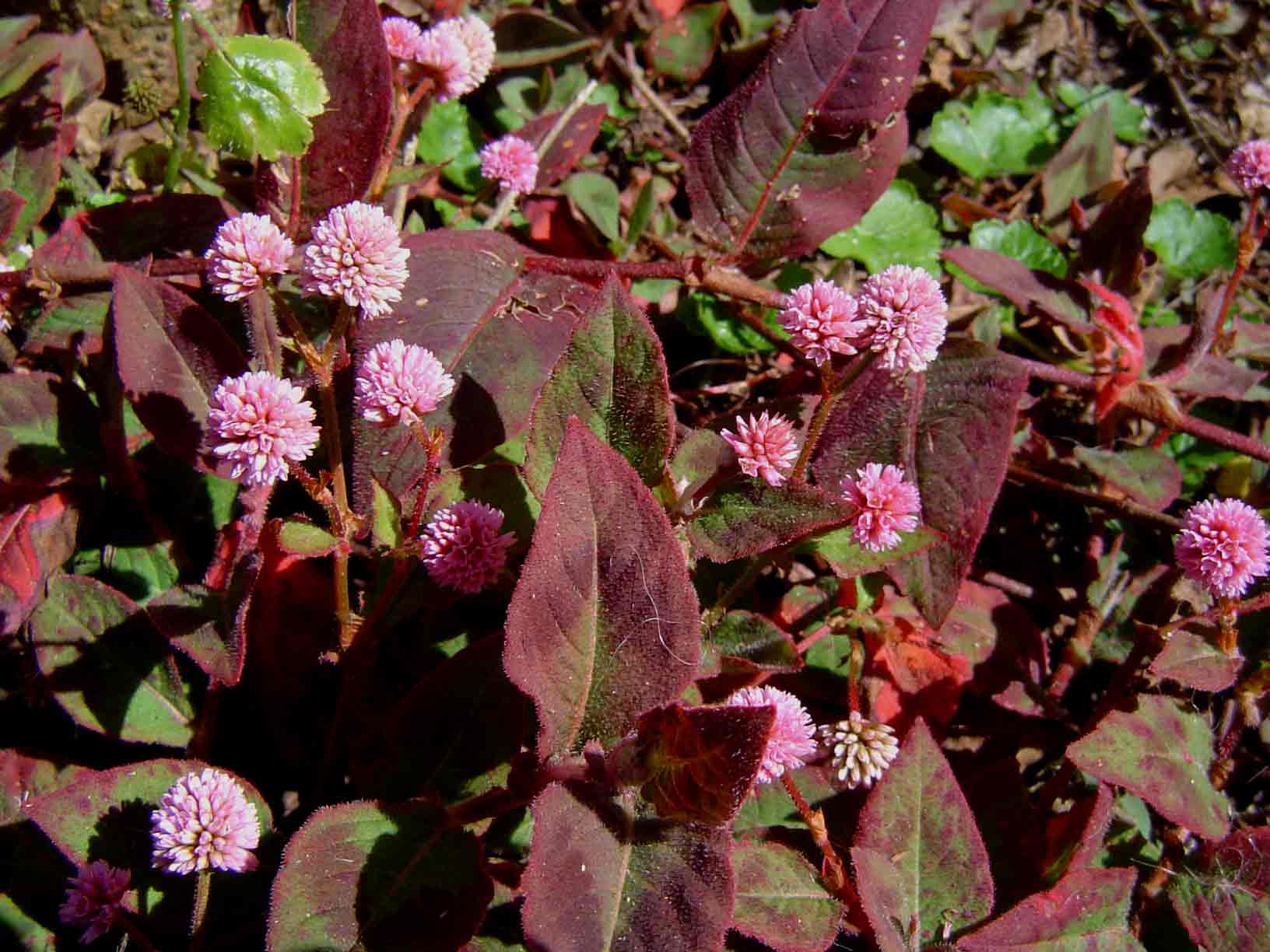 Persicaria capitata